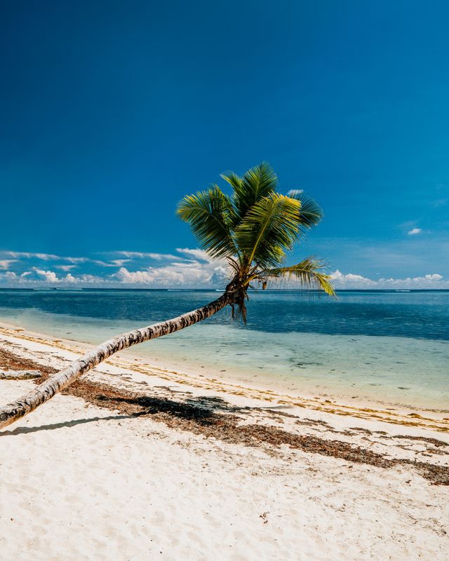 Palma kokosowa nad tropikalną plażą
