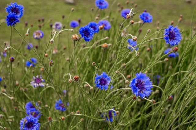 Błękitne kwiaty bławatka w polu
